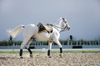 A beautiful white horse walking
