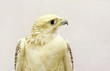 A white falcon with beautiful eyes