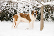St. Bernard Dog Standing in the Snow