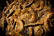 fossilien