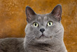 Gray Cat