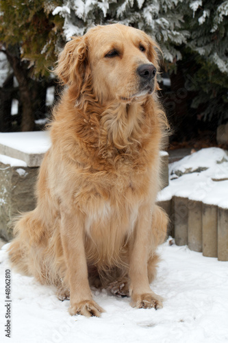 Photo: beautiful golden retriever beautiful golden retriever