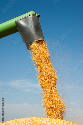 Photo: Loading of grain of corn Loading of grain of corn