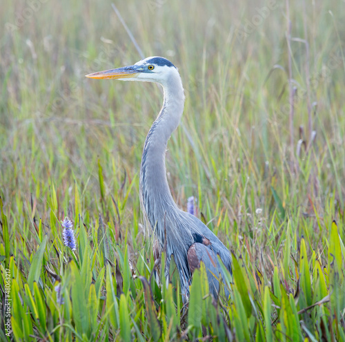 Photo: Great Blue Heron in wetlands of Florida Great Blue Heron in wetlands of Florida