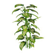 Exotic plant bush tree