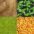 Gold agriculture, commodity background