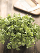 Photo: fresh coriander leaves fresh coriander leaves