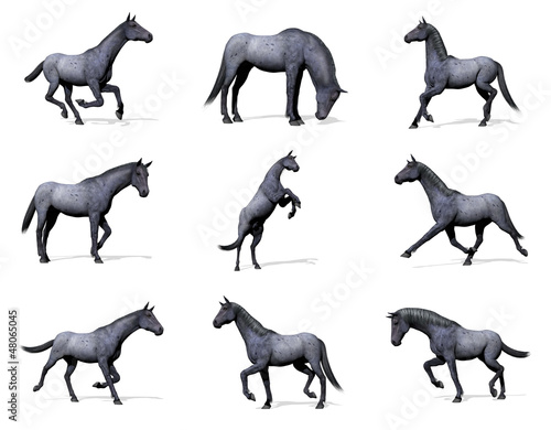 Illustration: Set of blue roan horses - 3D render Set of blue roan horses - 3D render