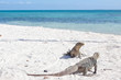 Photo: Cyclura nubila, Cuban rock iguana, Cuban ground iguana Cyclura nubila, Cuban rock iguana, Cuban ground iguana