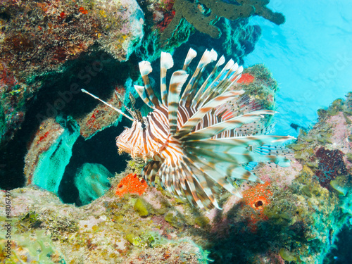 Photo: common lionfish (Pterois volitans) common lionfish (Pterois volitans)