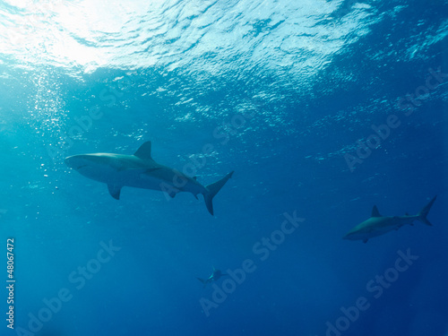 Photo: Caribbean reef sharks (Carcharhinus perezi) Caribbean reef sharks (Carcharhinus perezi)