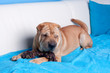 sharpei dog
