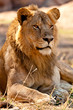 King of the Jungle