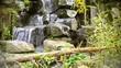 Video: Bear near a waterfall Bear near a waterfall