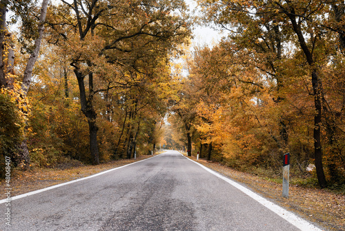 Photo: road with trees with yellow leaves road with trees with yellow leaves