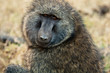 Hairy Babbon