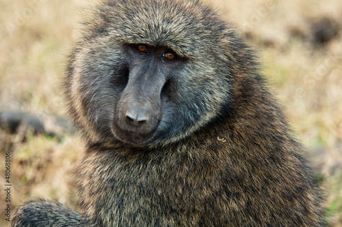 Photo: Hairy Babbon Hairy Babbon