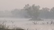 Flamingo wading in estuary in morning fog
