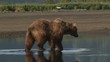 Grizzly Bear wading through water