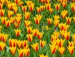 Tulpenpracht