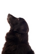 Dog looking up