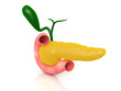 Pancreas