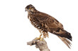 Wespenbussard (Pernis apivorus) freigestellt