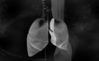 human lungs