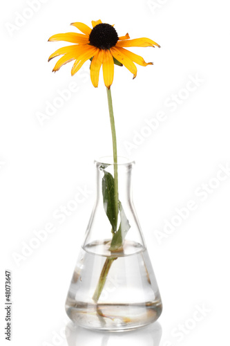 Photo: flower in test-tube isolated on white flower in test-tube isolated on white