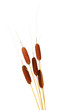 brown reeds, isolated on white
