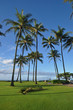 Palmengruppe