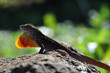 Bahamaanolis