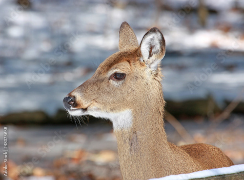 Photo: White-tailed Deer Portrait White-tailed Deer Portrait