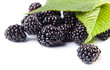 blackberry