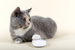 Photo: Katzen-BKH-4061 Katzen-BKH-4061