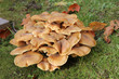Mushrooms