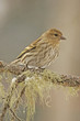 Pine Siskin (Carduelis pinus)
