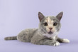Photo: Katzen-BKH-3960 Katzen-BKH-3960
