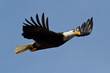 American Bald eagle