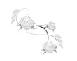 rose 3012a
