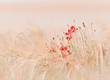 poppies