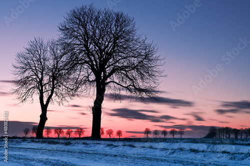 Photo: after sunset trees at winter after sunset trees at winter