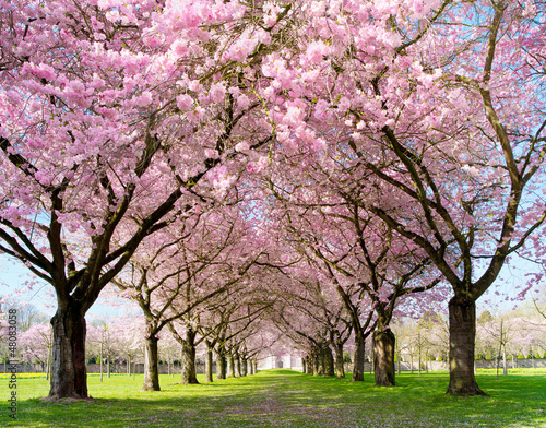Photo: Frühling Frühling