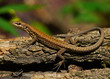 Podarcis muralis, juvenile specimen