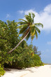 Palme am Strand