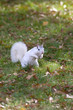 A white squirrel from Brevard, NC in a grassy field