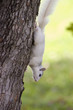 A white squirrel from Brevard, NC on a tree