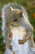 A portrait od a grey squirrel pointing to himself