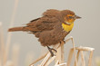 Yellow-headed Blackbird female (Xanthocephalus xanthocephalus)