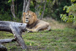 King of the Zoo